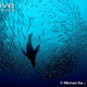 Illustration for article titled Pinnipednesday - Arctocephalus pusillus Edition
